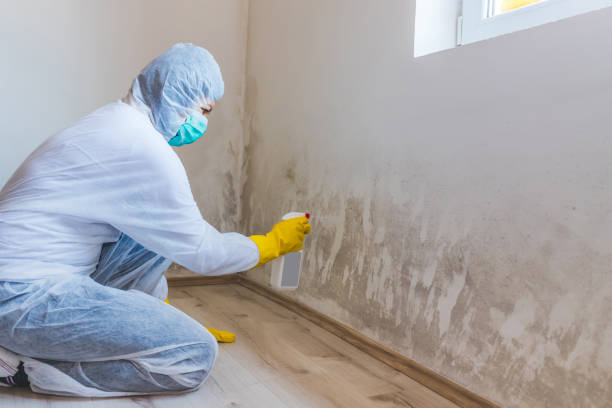Licensed Basement Mold Remediation service in Weston, FL - WQB Mold Removal