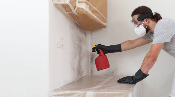 Professional Basement Mold Remediation technician working in Weston, FL