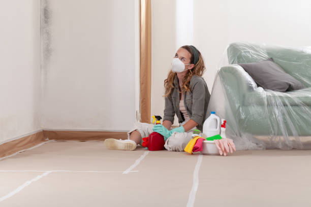 Reliable Basement Mold Remediation contractor in Weston, FL by WQB Mold Removal