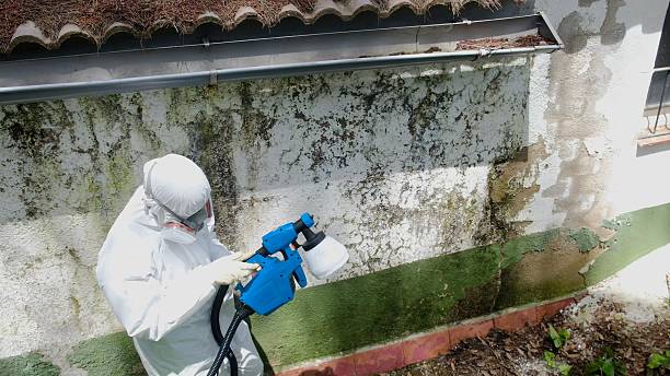 Top rated local Basement Mold Remediation specialists in Weston, FL